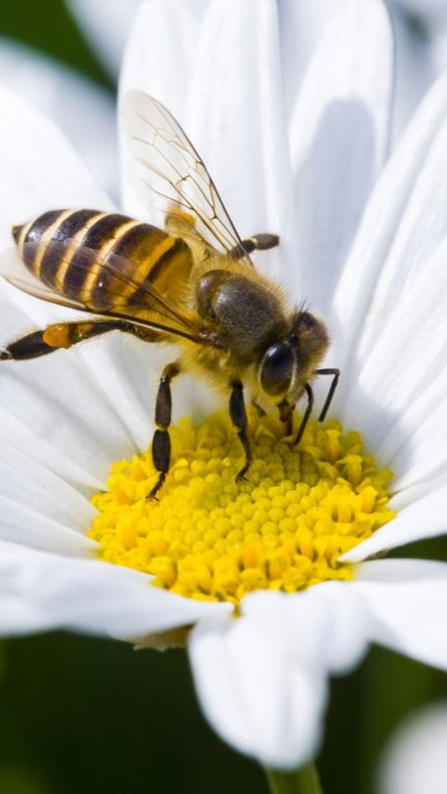 தேனீக்களைப் பற்றி பலரும் அறியாத சுவாரசிய தகவல்கள்!