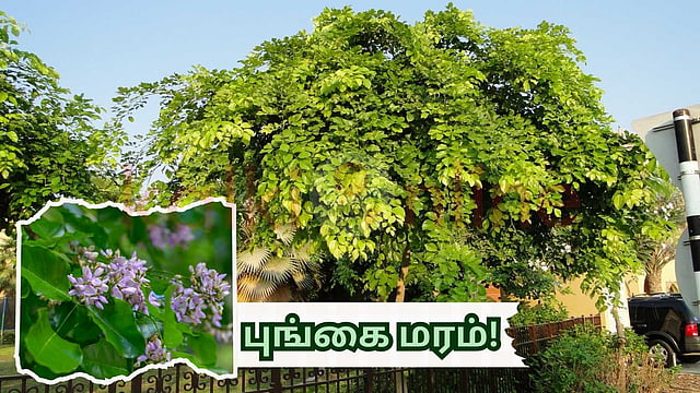 Pathagi Tree வீட்டிற்கு முன் புங்கை மரம் வளர்க்கலாமா? | Can we grow a Pungai tree in ...