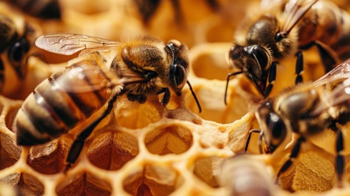 குளவிகள் வீட்டில் கூடு கட்டுவது அதிர்ஷ்டமா?