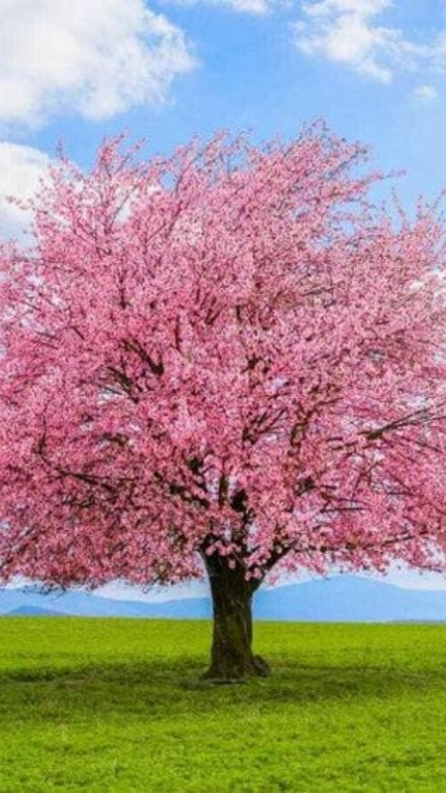 விசித்திரமான, தனித்துவம் வாய்ந்த மரங்கள்!