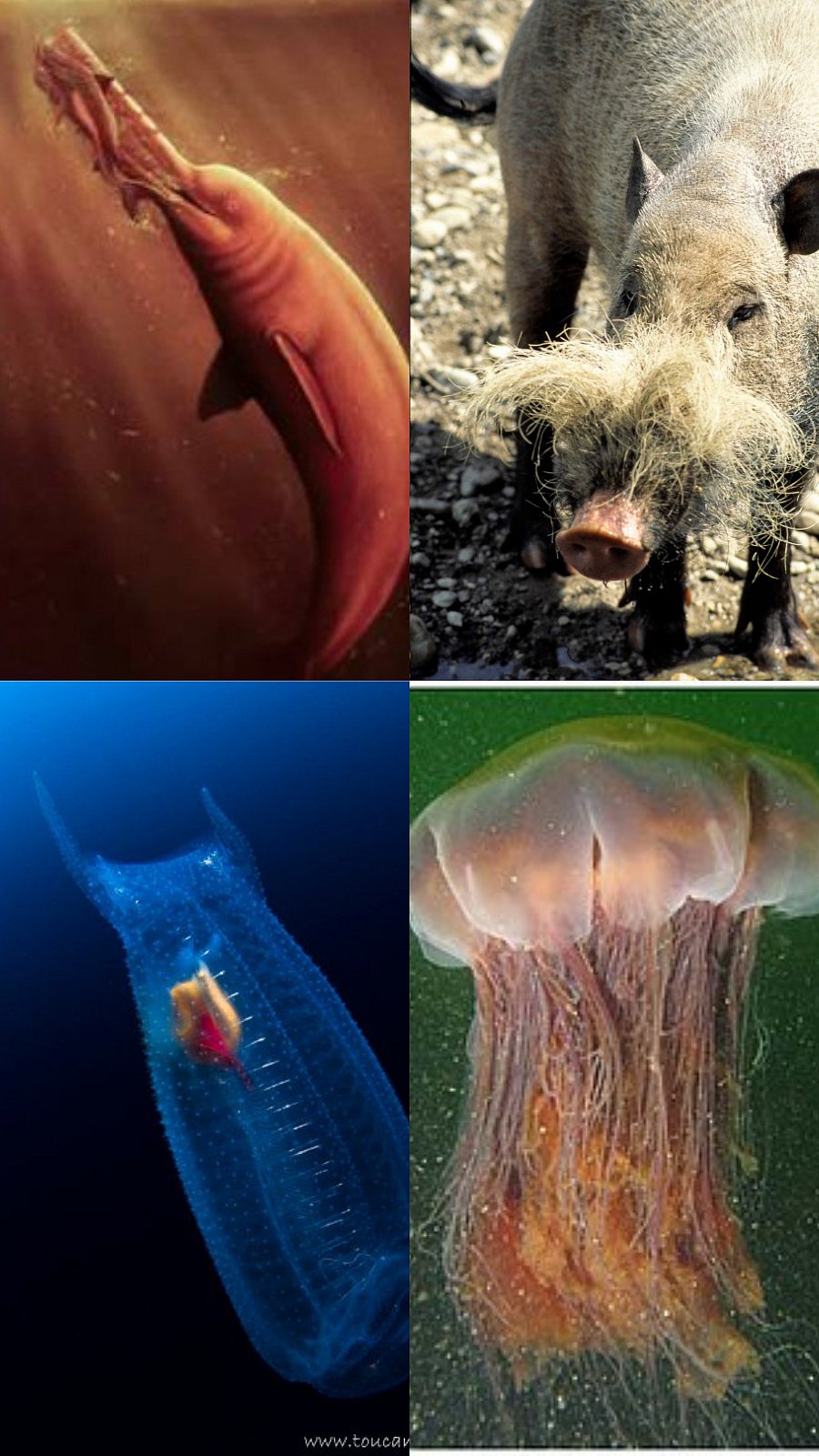 விசித்திரமான கடல் வாழ் உயிரினங்கள்!