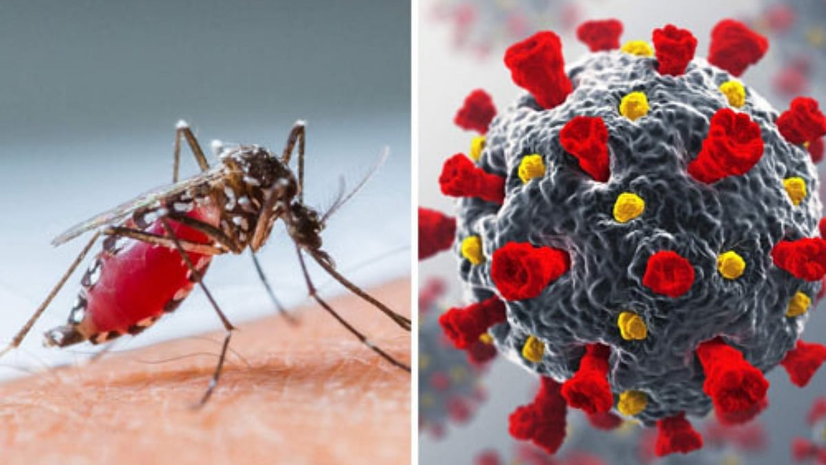 டெங்கு, காலராவால் ஒரே நாளில் 11 பேர் பலி… தொடரும் தீவிரம்!