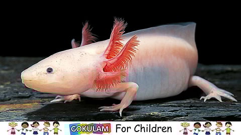 Axolotl...