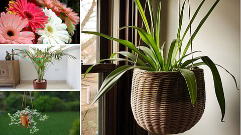 Air-Purifying Plants