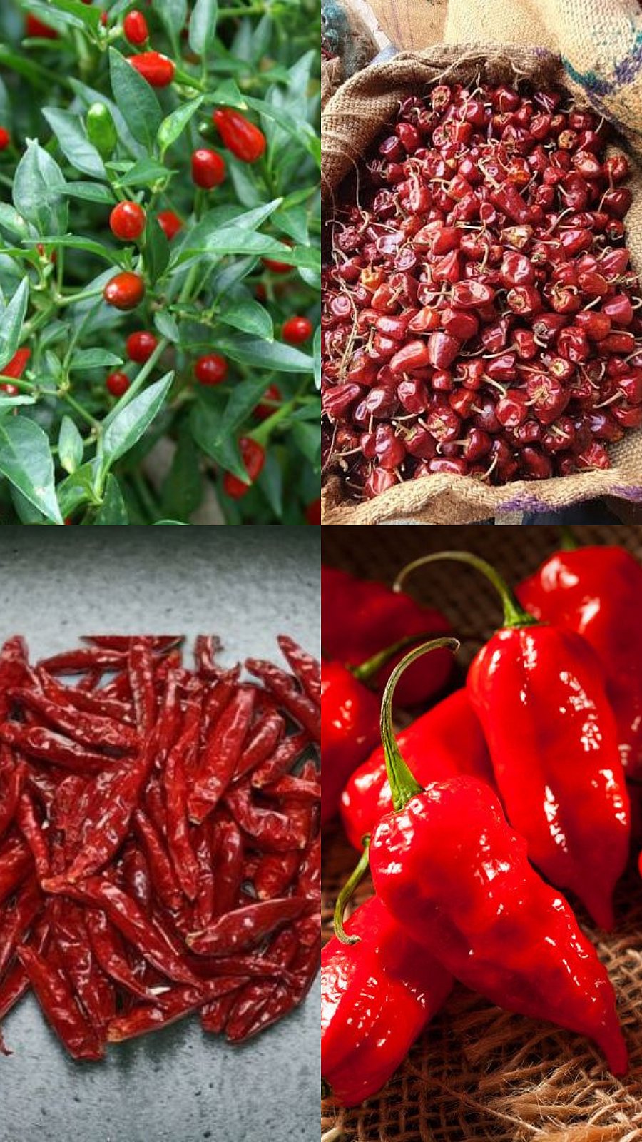 இந்தியாவில் உள்ள 10 வகையான மிளகாய் பற்றிய குறிப்புகள்! India's 10 types ...