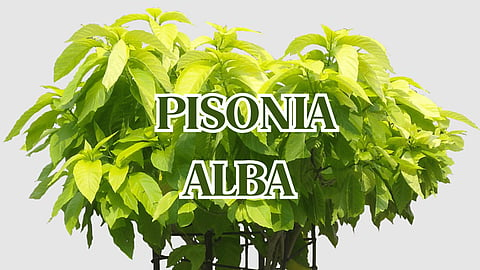 Pisonia alba spinach