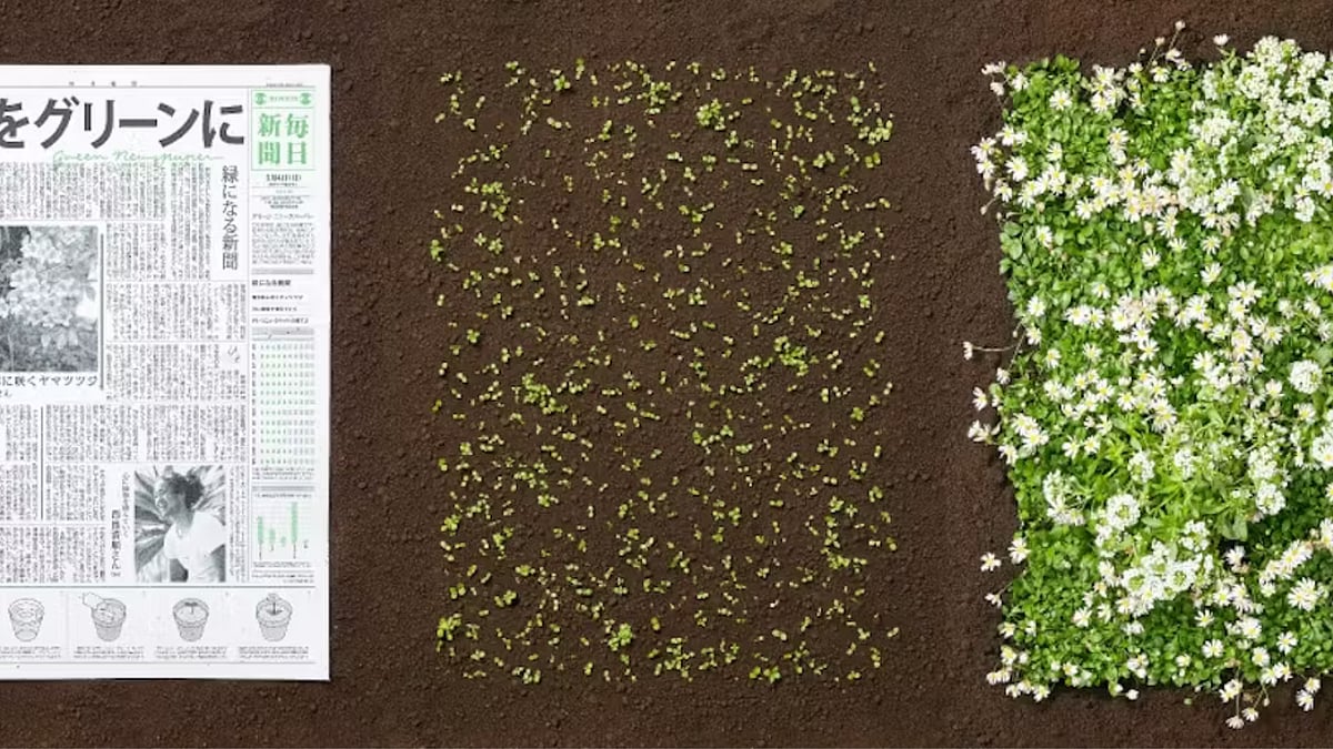 Akankah surat kabar Jepang ini tumbuh seperti tanaman? luar biasa! Akankah surat kabar Jepang ini tumbuh seperti tanaman? luar biasa!