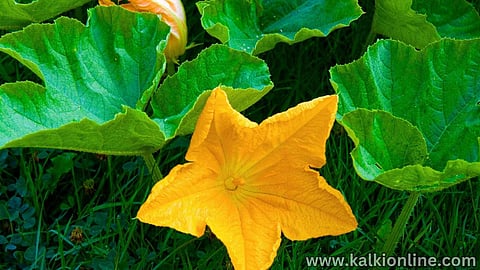 Pumpkin leaves