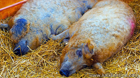 Mangalica pig