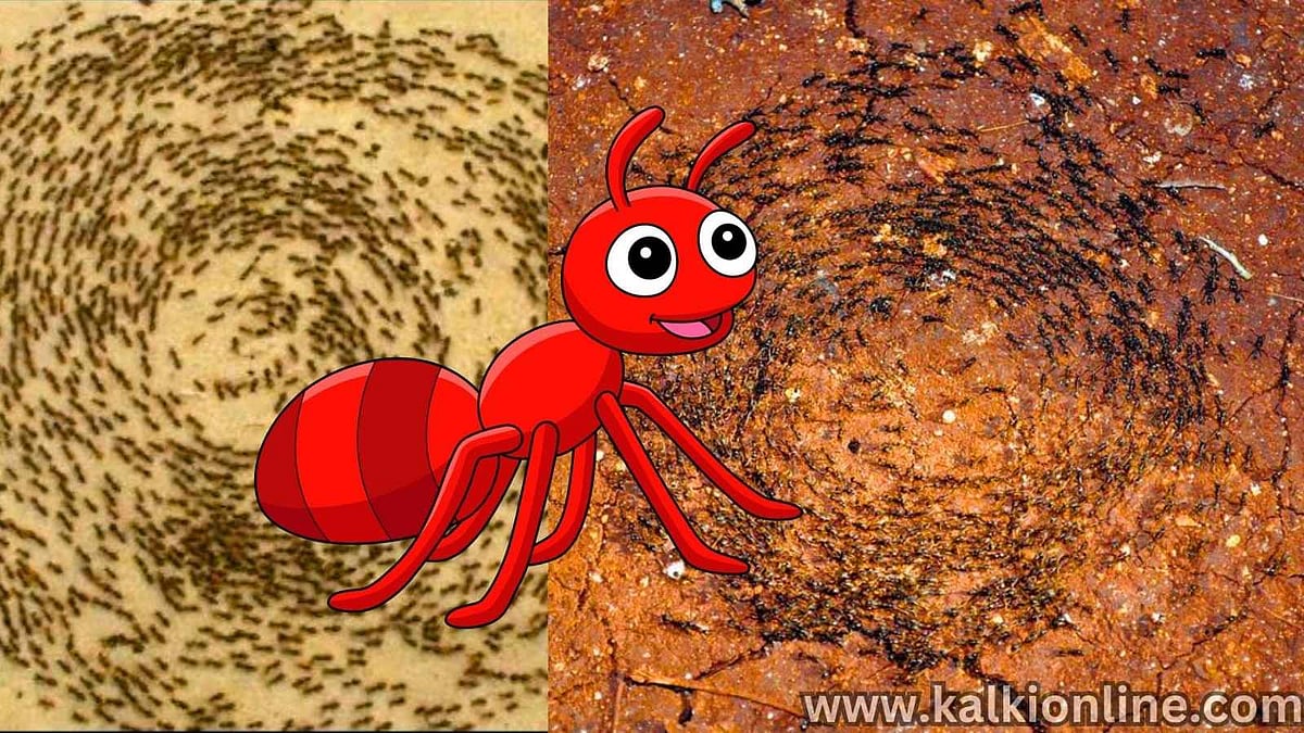 சில நாட்களில் உயிரை விடப் போகும் Army Ants வாழ்க்கை மர்மங்கள்!