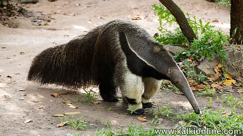 Ant Eater