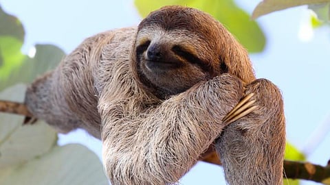 international sloth day