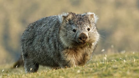 Wombats are rare animals