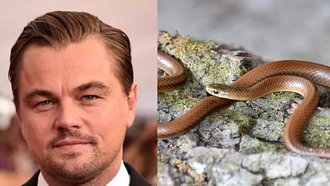 Leonardo DiCaprio