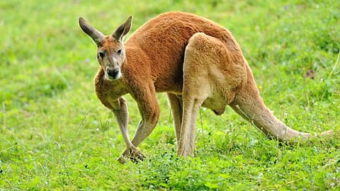 Australia's cultural animal kangaroo