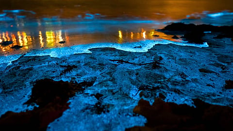 Bioluminescence Waves