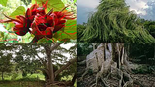 Trees