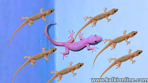 lizards