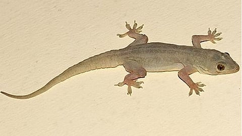 Is there any benefit in hearing the sound of a lizard at night?