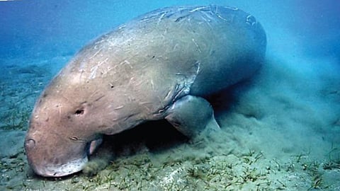 A strange mammal that lives in the ocean