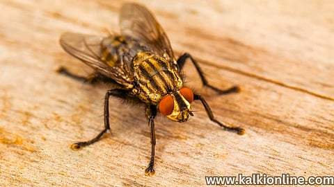 Diseases be transmitted by flies!