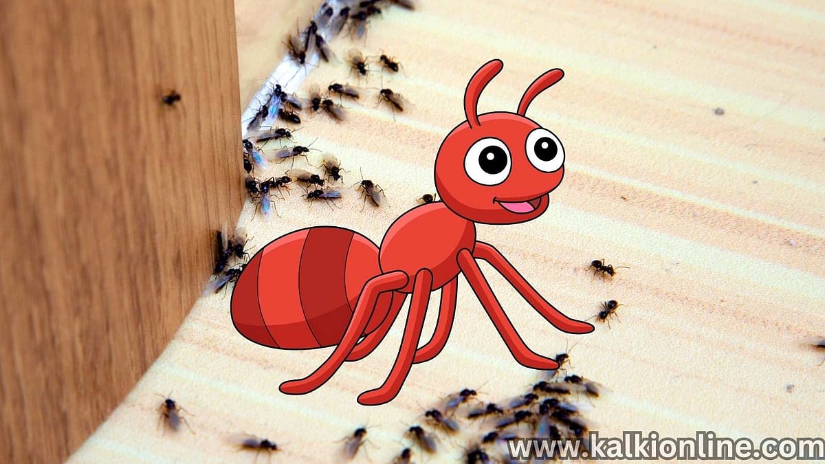 எறும்பு ஒரு தலைவலியா? அப்போ தலைவலி தைலம் தான் அதுக்கு மருந்து!