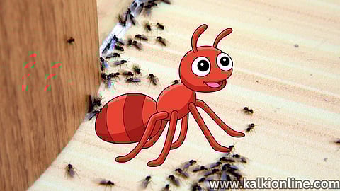 Ant