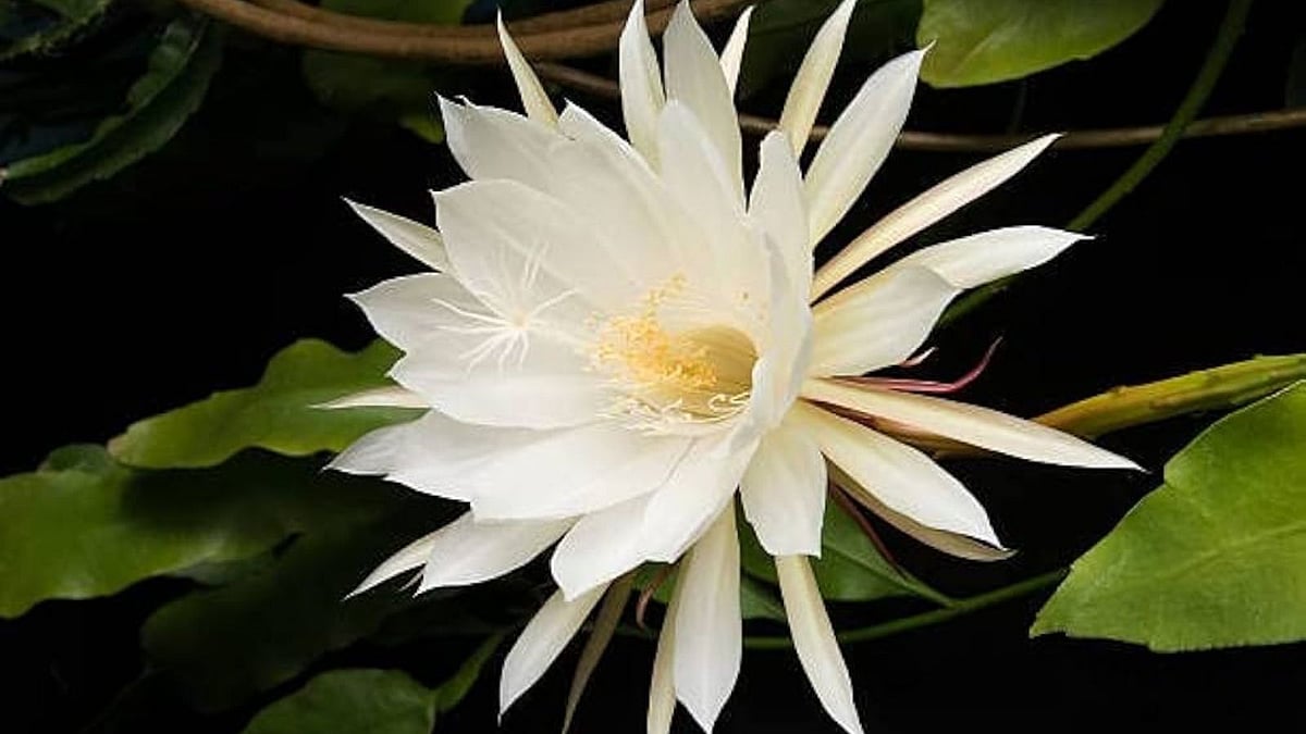 இரவில் பூத்து, காலையில் உதிரும் தெய்வீக நறுமணம் கொண்ட பிரம்ம கமலம்!