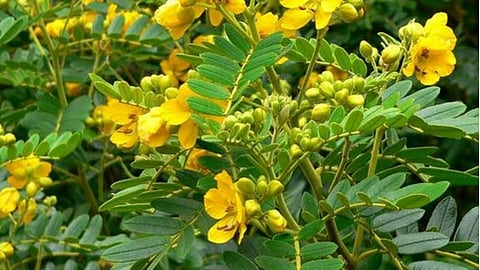 Uses of Avaram flower