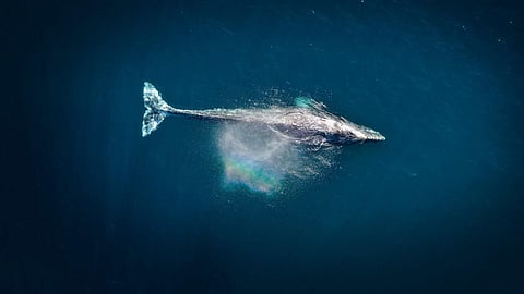 Lonely whale