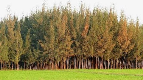 Tree crop that improve soil fertility