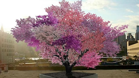 Tree with 40 fruits