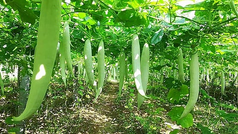 Fertilizer to help vines thrive