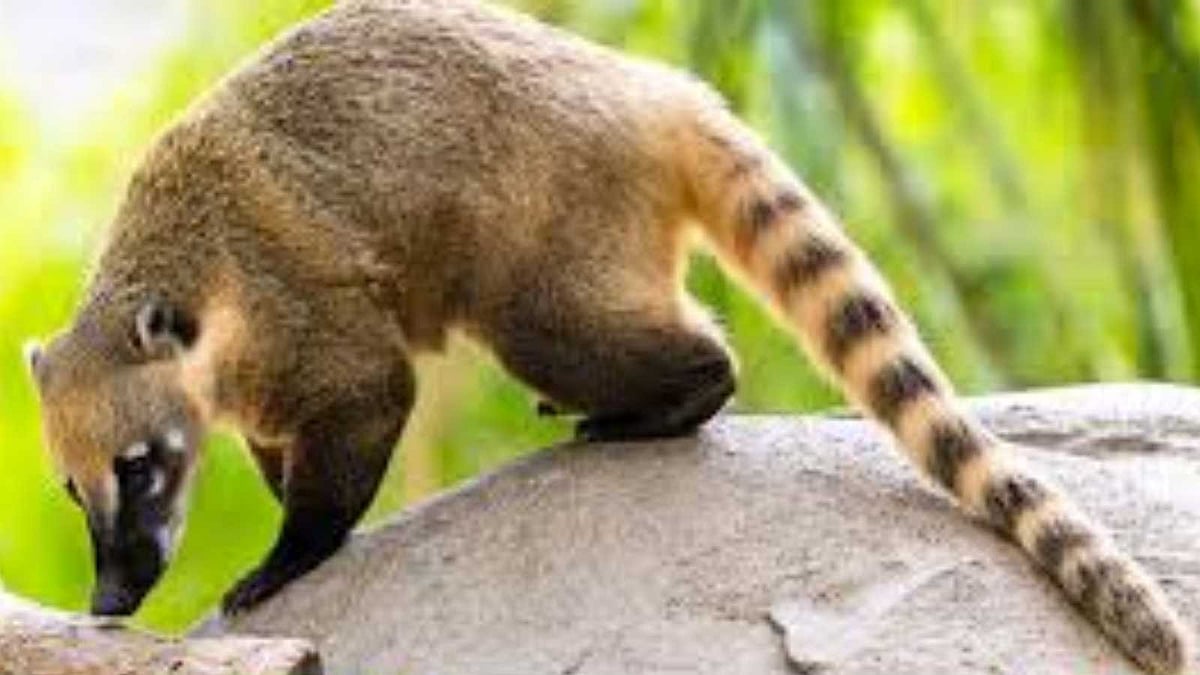 சுற்றுச்சூழலின் நண்பர்களாக விளங்கும் கோட்டிகளின் சிறப்பியல்புகள்!