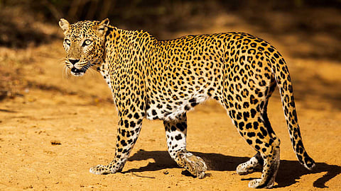 International Leopard Day