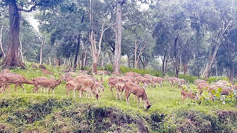 World Wildlife Safety Day