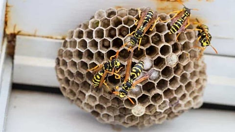 Benefit of building a wasp nest in a house