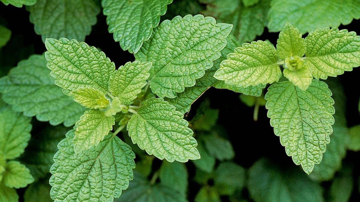 இந்த இலைகளில் இவ்வளவு விஷயம் இருக்கா? 