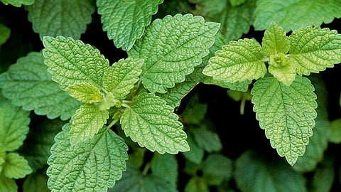 Lemon Balm Leaf
