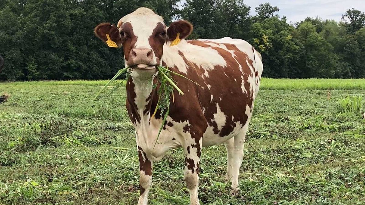 அசாமில் மாட்டிறைச்சி உண்ணத் தடை!