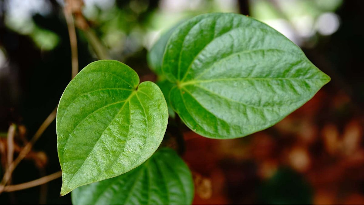 வெறும் வயிற்றில் வெற்றிலை சாப்பிடுவதால் கிடைக்கும் 7 நன்மைகள்!