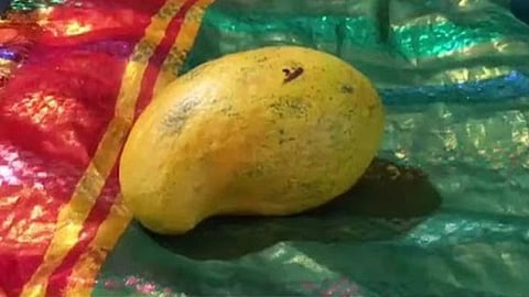Mango