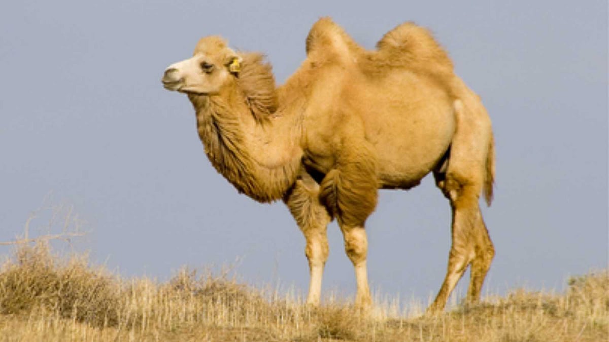 இரட்டை திமில்கள் கொண்ட பாக்டிரியன் ஒட்டகத்தின் தனித்துவம் தெரியுமா?