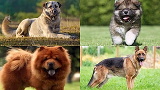 Dogs