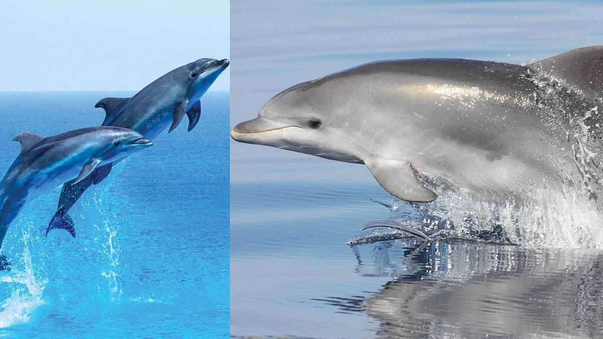 புத்திசாலித்தனமான கடல் பாலூட்டி எது தெரியுமா?