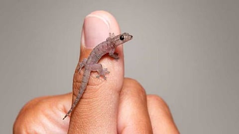 Benefits of lizard dropping on the body