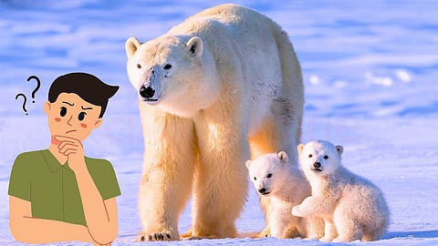 Polar bear