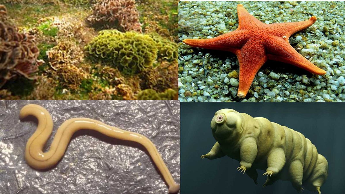 மூளை இல்லாத 10 விலங்குகள் எவை தெரியுமா?