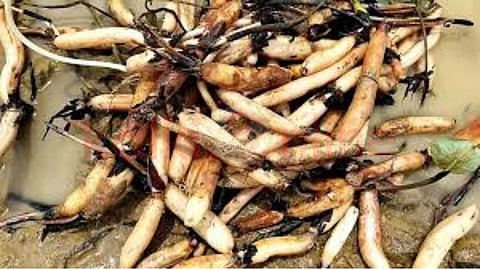 Medicinal benefits of lotus tuber