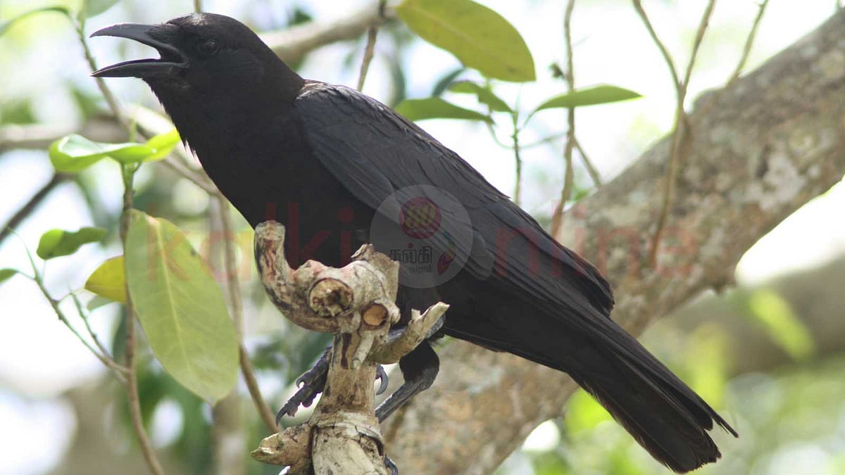 காக்கா உங்களுக்கு தங்கம் கொண்டு வந்து கொடுக்குமா? ஆச்சரியமூட்டும் காகங்களின் ரகசியம்!